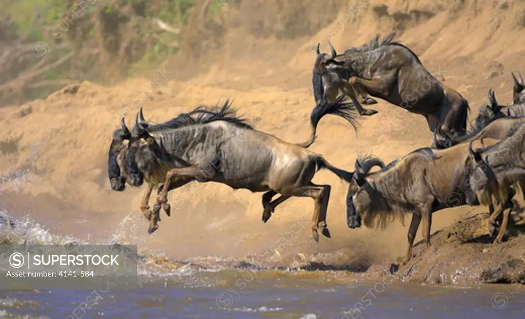 common wildebeest connochaetes taurinus jumping into river during migration masai mara, kenya