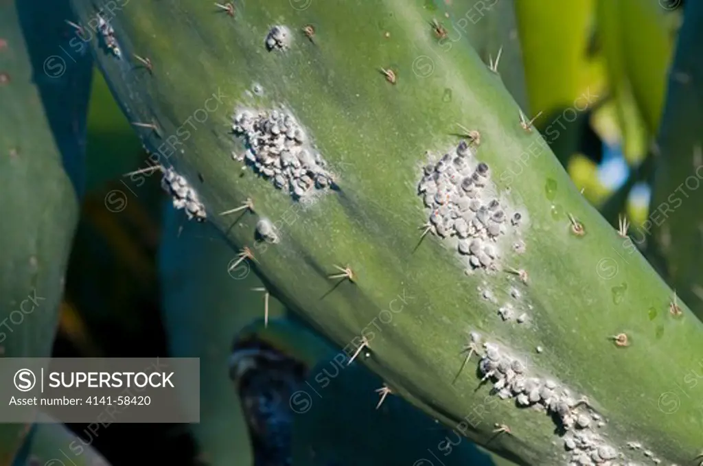 Colony Of Cochineals (Dactylopius Coccus) On Opuntia Cactus, La Palma, Canary Islands