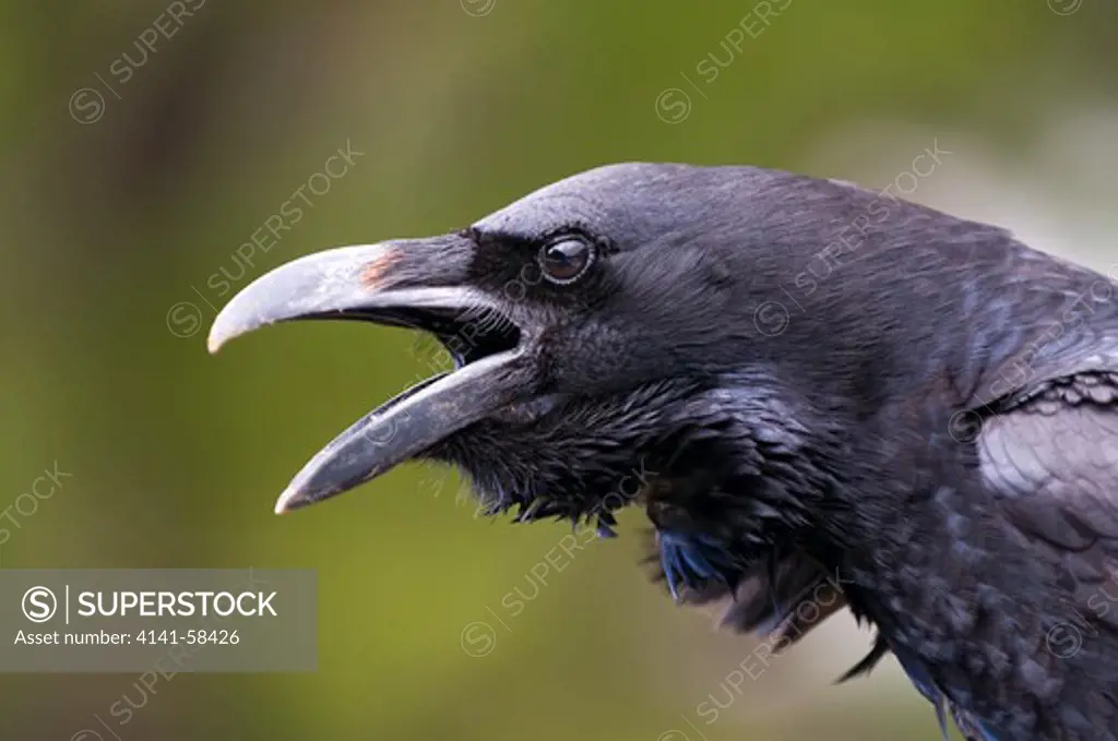 Common Raven (Corvus Corax Tingitanus) Callling, La Palma, Canary Islands