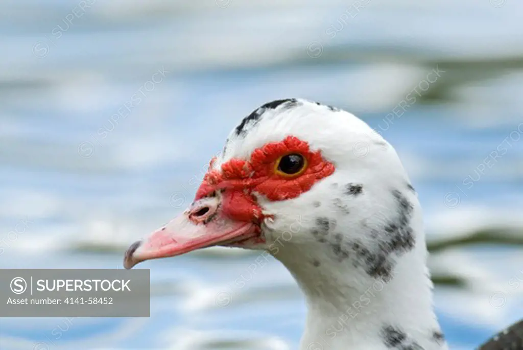 Muscovy Duck (Cairina Moschata), Female, Austria