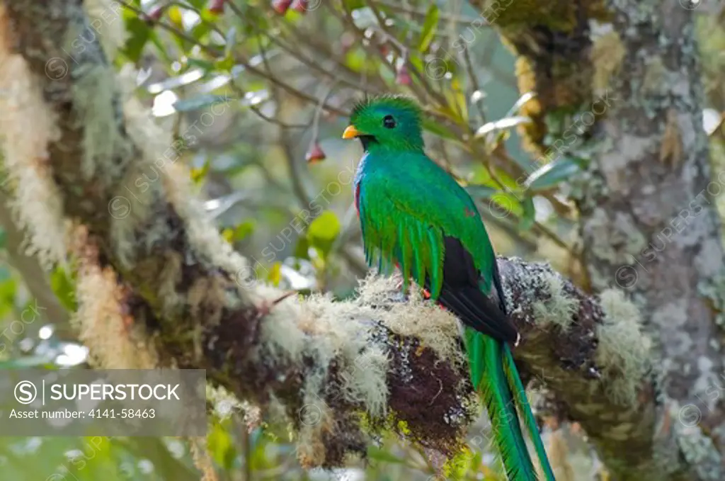 Resplendent Quetzal (Pharomachrus Mocinno) Male, San Gerardo De Dota, Costa Rica
