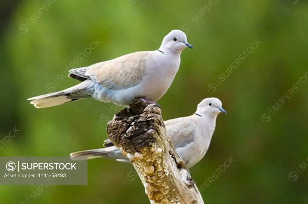 Eurasian Collared Dove (Streptopelia Decaocto) Pair, Fuerteventura, Canary Islands