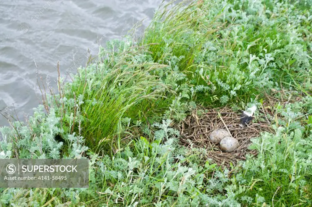 Eurasian Oystercatcher (Haematopus Ostralegus) Nest, Threatened To Be Washed Away By The Rising Tide, Germany