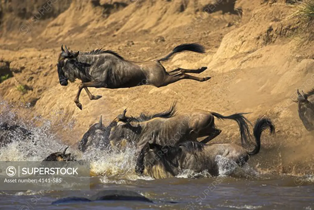 common wildebeest connochaetes taurinus jumping into river during migration masai mara, kenya
