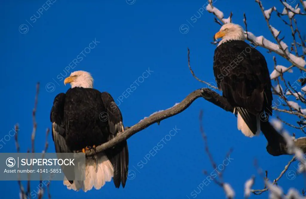 bald eagle two on branch haliaeetus leucocephalus chilkat river, alaska, usa 