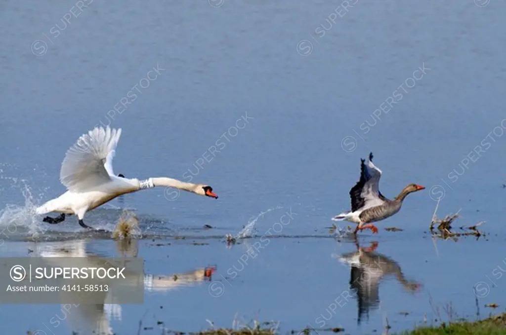 Mute Swan (Cygnus Olor) Marked With Neck Collar Chasing After Greylag Goose (Anser Anser); Isola Della Cona, Italy