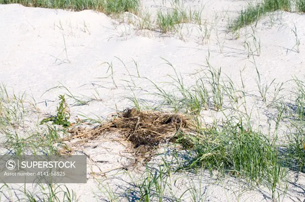 Great Black-Backed Gull (Larus Marinus) Nest Within Sand Dunes, Germany