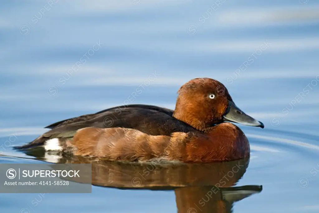 Ferruginous Duck (Aythya Nyroca) Male, Austria