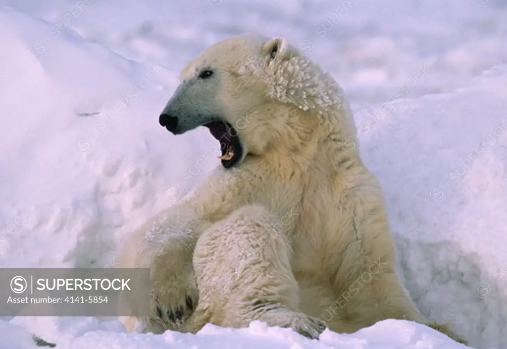 polar bear in daybed, yawning ursus maritimus churchill, manitoba, canada 