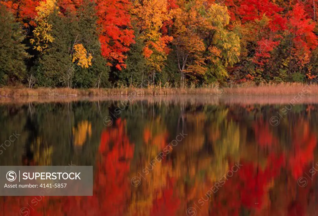 autumn foliage of maple reflected in lake, with pine michigan, usa 