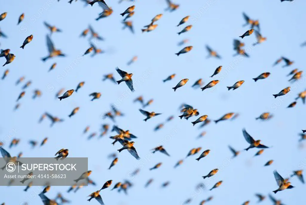 Thousands Of Bramblings (Fringilla Montifringilla) In Winter At An Exceptional Mass Roost Of Several Millions Of Birds In Lí¶Dersdorf, Austria