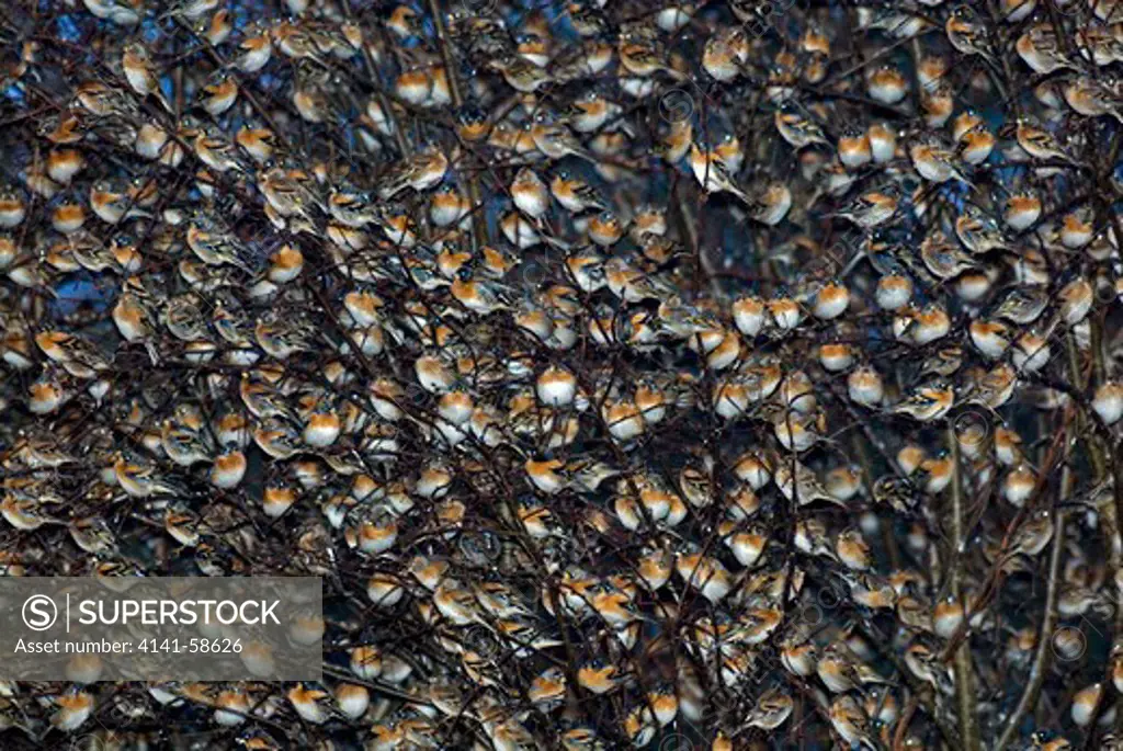 Thousands Of Bramblings (Fringilla Montifringilla) In Winter At An Exceptional Mass Roost Of Several Millions Of Birds In Lí¶Dersdorf, Austria