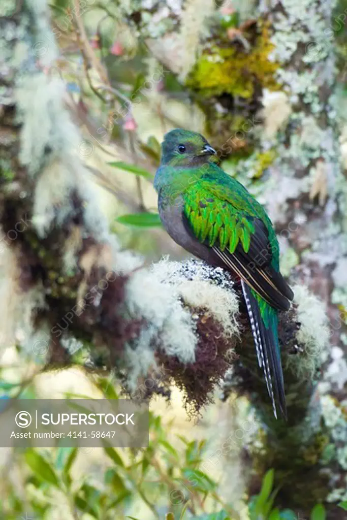 Resplendent Quetzal (Pharomachrus Mocinno) Female, Costa Rica
