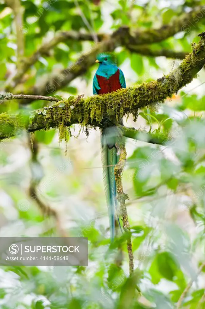 Resplendent Quetzal (Pharomachrus Mocinno) Male, Costa Rica