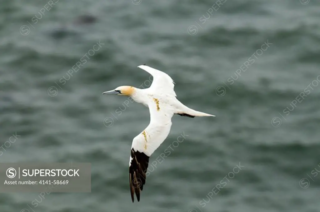 Gannet (Sula Bassana), Adult With Excrements On Its Plumage. Like Many Seabirds, Gannets Breed In Huge Colonies, Very Close Together.