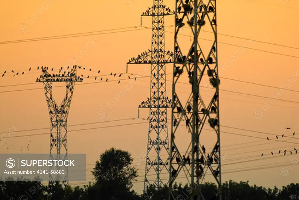 Great Cormorant (Phalacrocorax Carbo) Colony On Disused Power Poles, Poda-Bulgaria, August