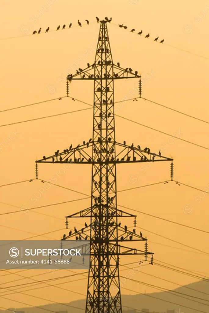 Great Cormorants (Phalacrocorax Carbo) Resting On A Power Pole At Sunset, Poda-Bulgaria, August