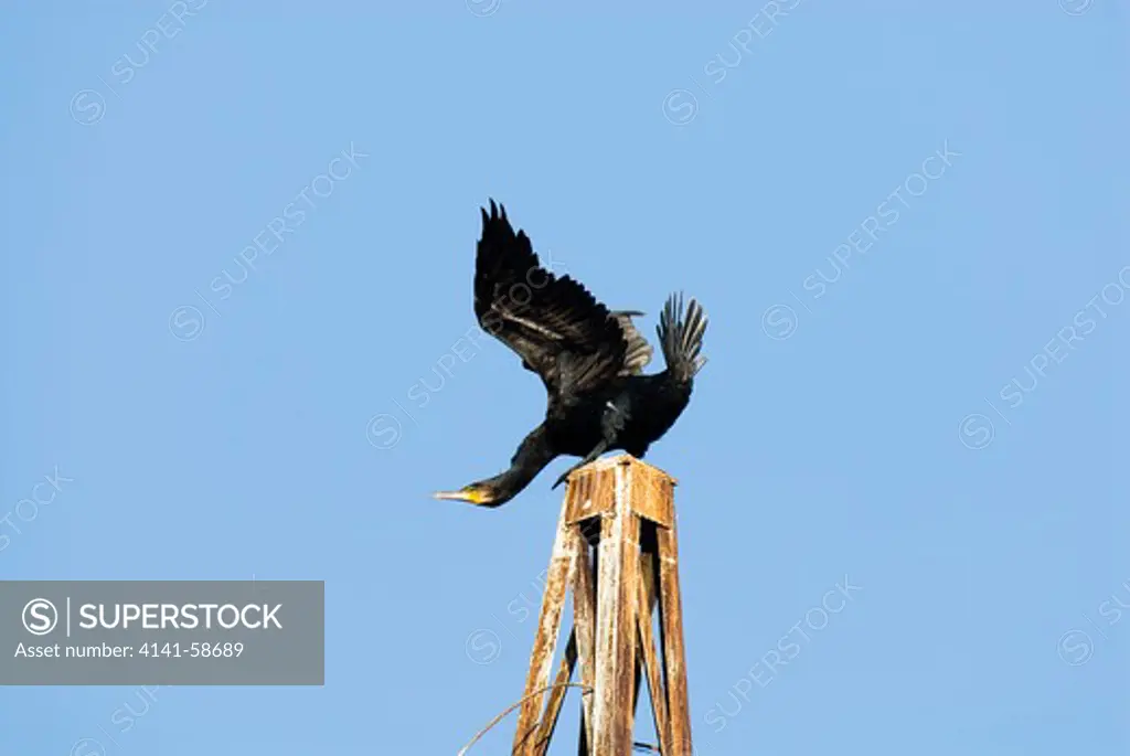 Great Cormorant (Phalacrocorax Carbo) Taking Flight, Poda-Bulgaria, August