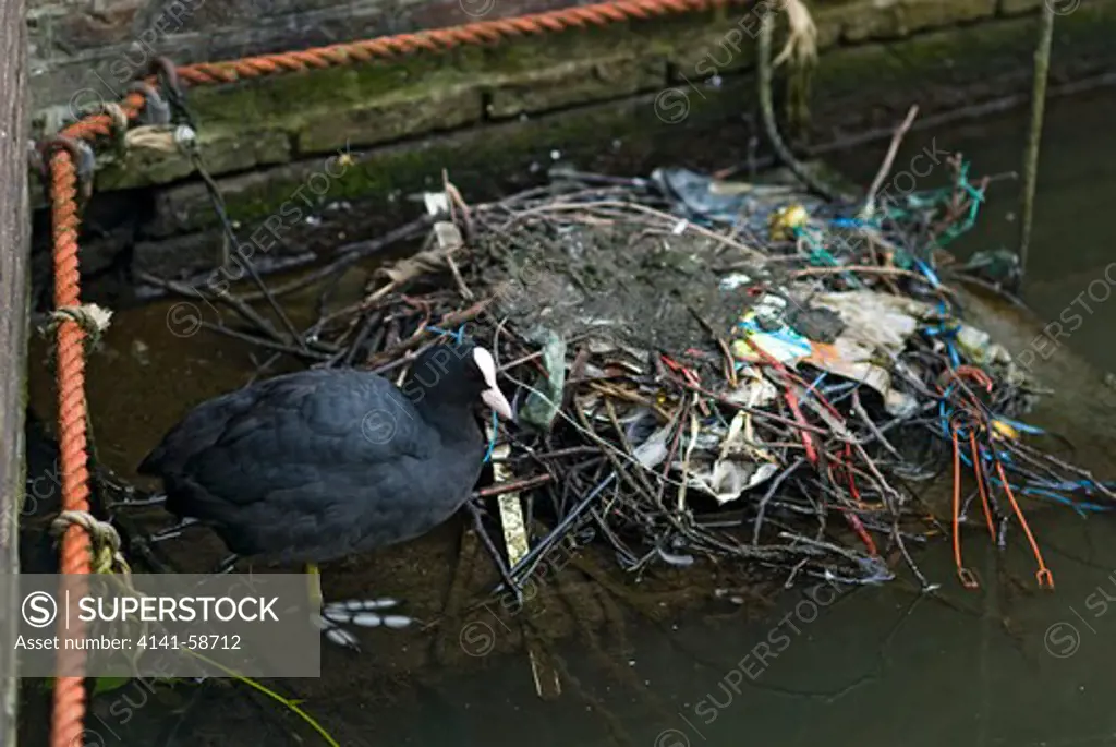 Coot (Fulica Atra) Nesting On Waste In A Canal In Amsterdam-Netherlands