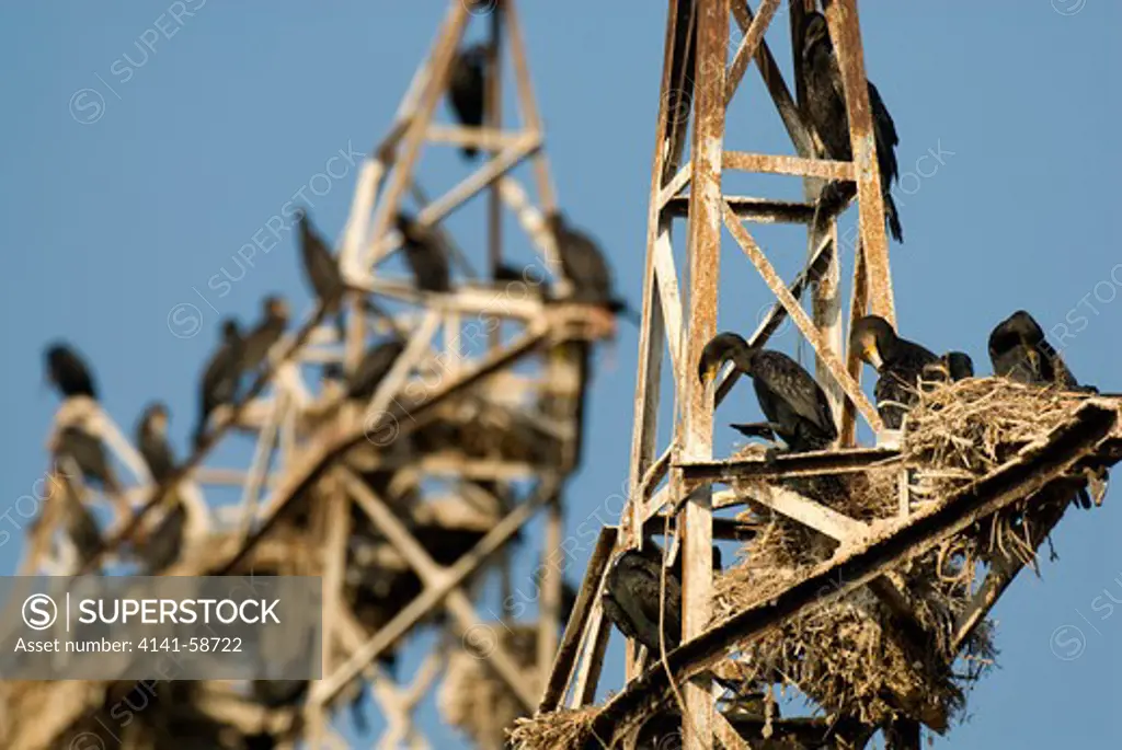 Great Cormorants (Phalacrocorax Carbo) Breeding On Disused Power Poles, Poda-Bulgaria, August