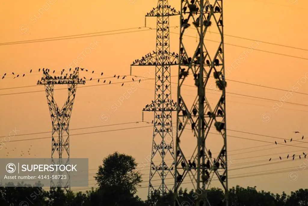 Great Cormorant (Phalacrocorax Carbo) Colony On Disused Power Poles, Poda-Bulgaria, August
