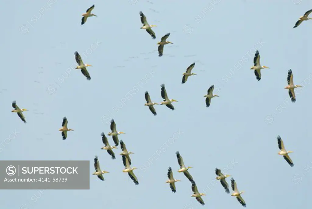 Great White Pelicans (Pelecanus Onocrotalus) Migrating Along Black Sea Coast, Bulgaria-August