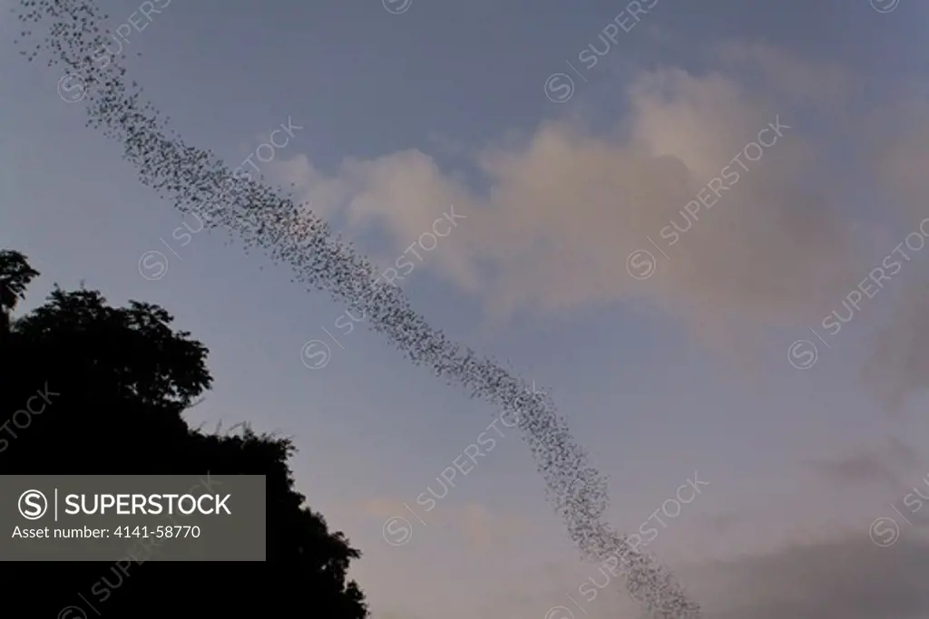 Flocks Of Wrinkle-Lipped Bats (Tadarida Plicata) In Flight At Dusk. Khao Yai National Park. Thailand.