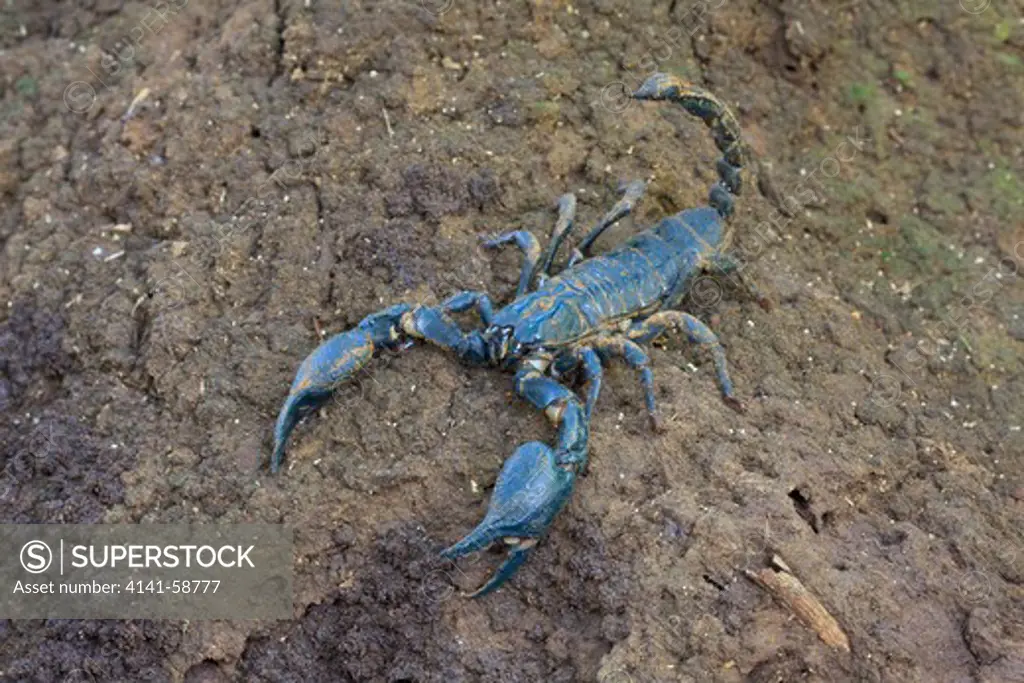 Giant Forest Scorpion (Heterometrus Laoticus). Khao Yai National Park. Thailand.