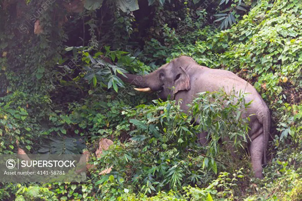 Asian Elephant (Elephas Maximus) Feeding On Forest Vegetation. Khao Yai National Park. Thailand.