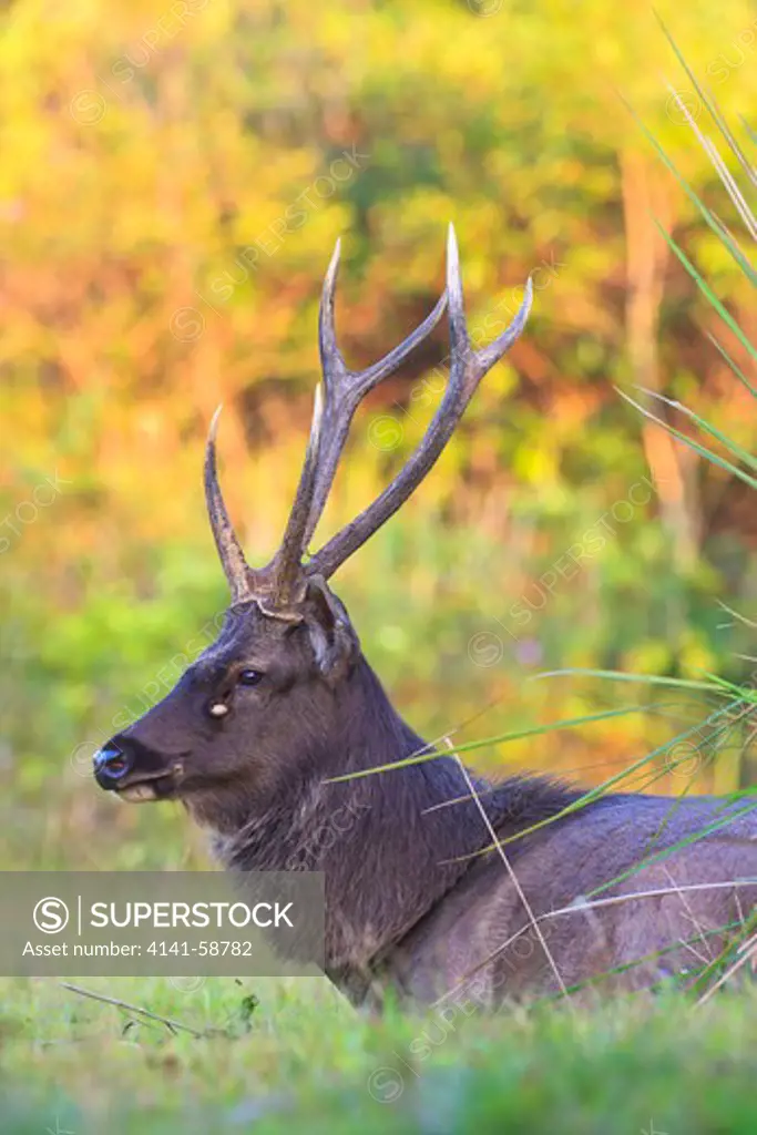 Male Sambar Deer (Rusa Unicolor) Resting. Khao Yai National Park. Thailand.