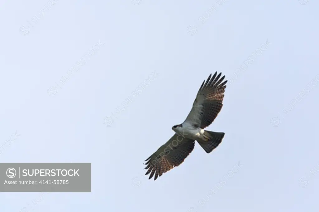 Rufous-Bellied Eagle (Lophotriorchis Kienerii) Juvenile In Flight. Khao Yai National Park. Thailand.