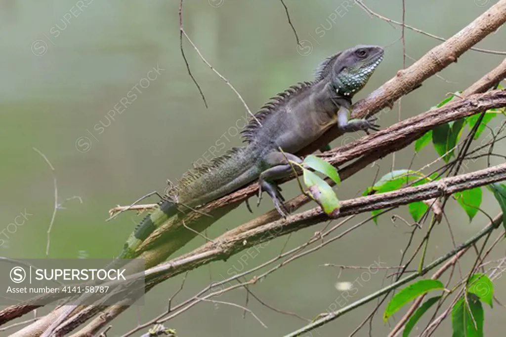 Indo-Chinese Water Dragon (Physignathus Cocincinus) In A Branch Overhanging Stream. Khao Yai National Park. Thailand.
