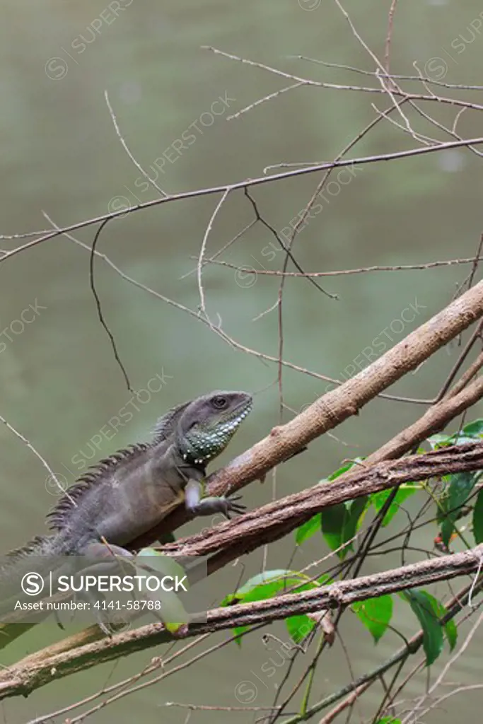 Indo-Chinese Water Dragon (Physignathus Cocincinus) In A Branch Overhanging Stream. Khao Yai National Park. Thailand.