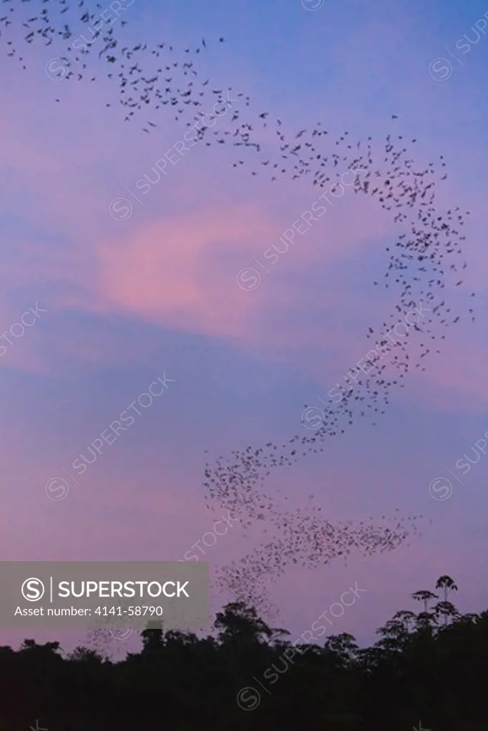Flocks Of Wrinkle-Lipped Bats (Tadarida Plicata) In Flight At Dusk. Khao Yai National Park. Thailand.