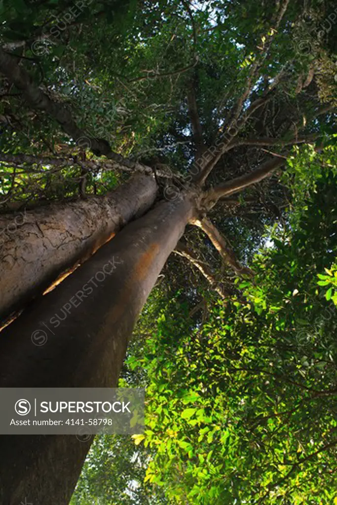 Two Giant Rainforest Trees. Khao Yai National Park. Thailand.