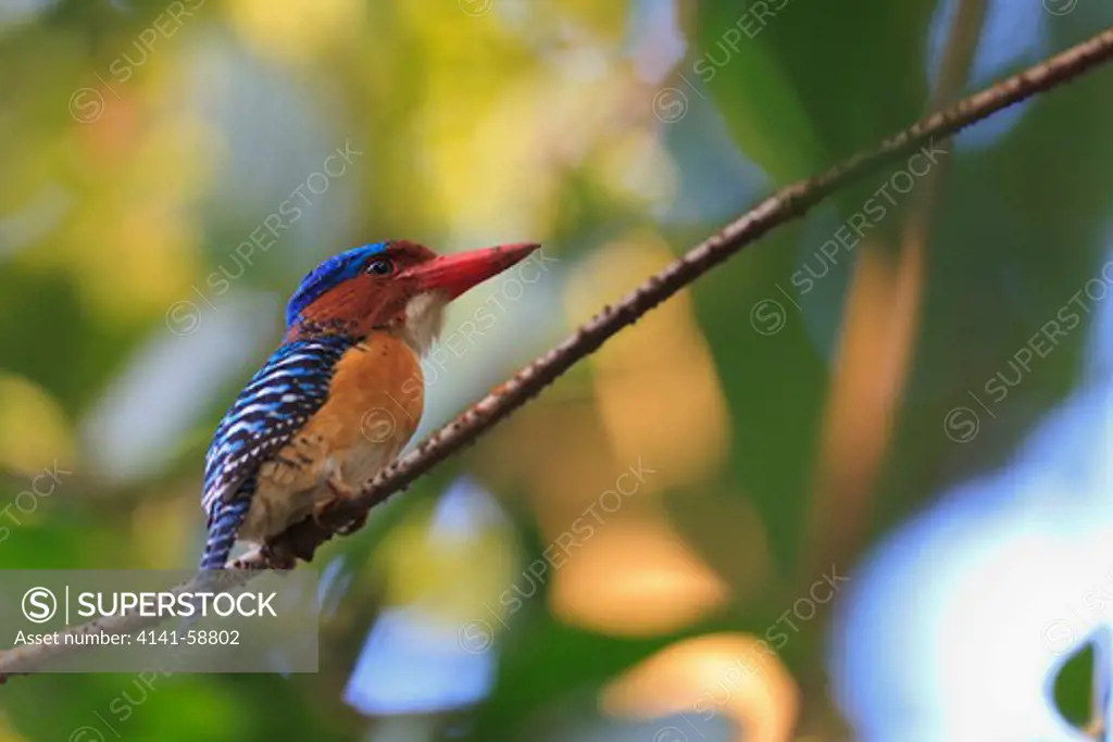 Male Banded Kingfisher (Lacedo Pulchella) Perched In Rainforest Canopy. Khao Yai National Park. Thailand.