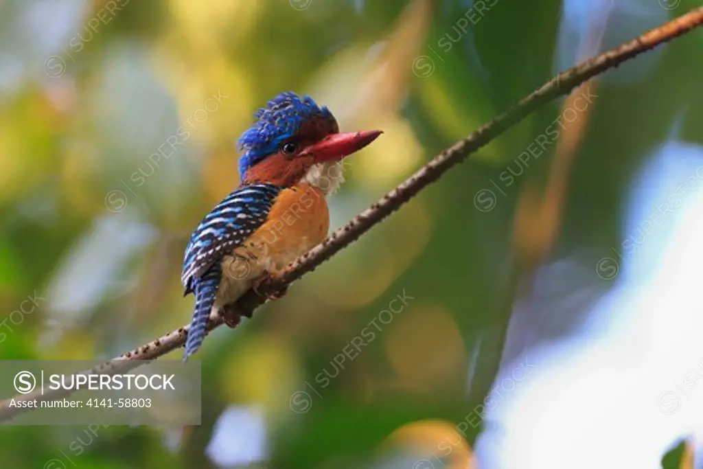 Male Banded Kingfisher (Lacedo Pulchella) Perched In Rainforest Canopy. Khao Yai National Park. Thailand.