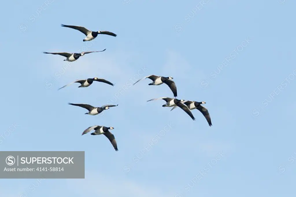 Barnacle Geese - Flock In Flight  Branta Leucopsis  Caerlaverock Wwt Centre  Dumfries, Scotland