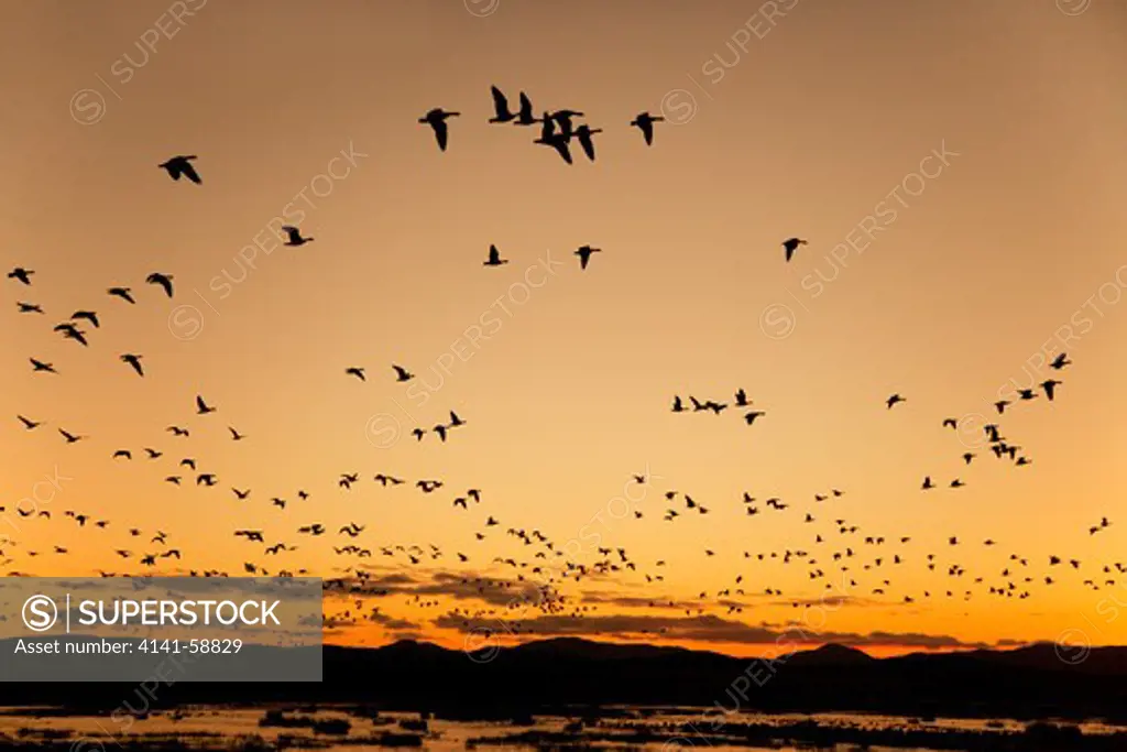 Barnacle Goose - Dawn Flight  Anser Leucopsis  Rspb Loch Gruinart, Islay  Scotland, Uk
