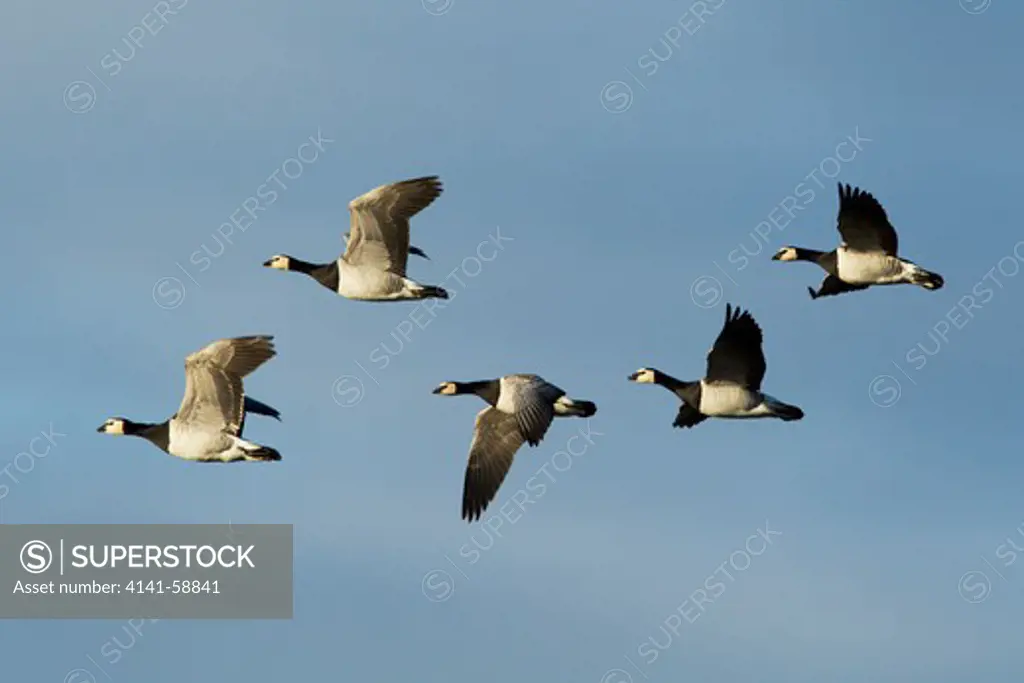 Barnacle Goose - In Flight  Anser Leucopsis  Islay, Scotland, Uk
