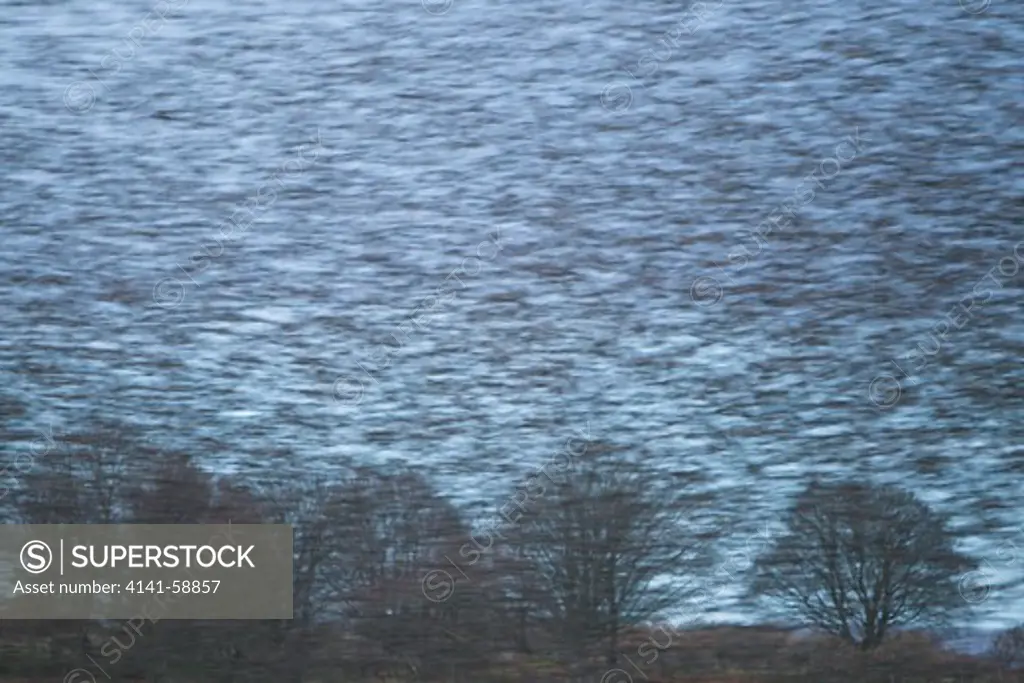 Starling - Gathering In Huge Flock At Roost Site  Sturnus Vulgaris  Southern Scotland