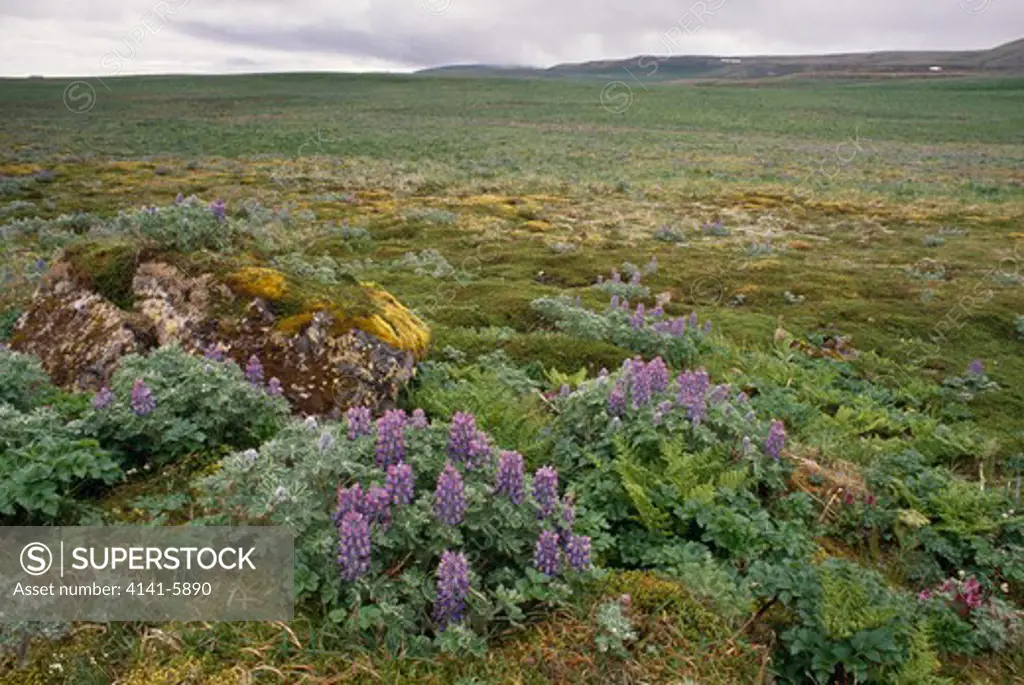 lupins and ferns growing on tundra pribilof islands, alaska, usa 