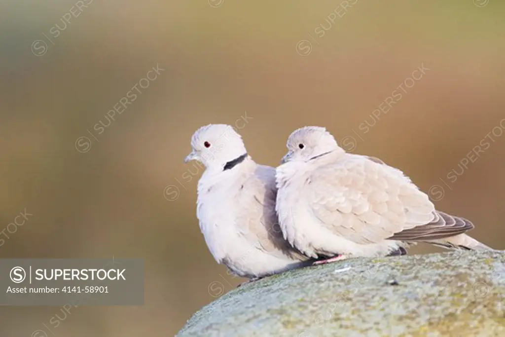 Collared Dove - Pair On Roof  Streptopelia Decaocto  Scottish Borders Uk
