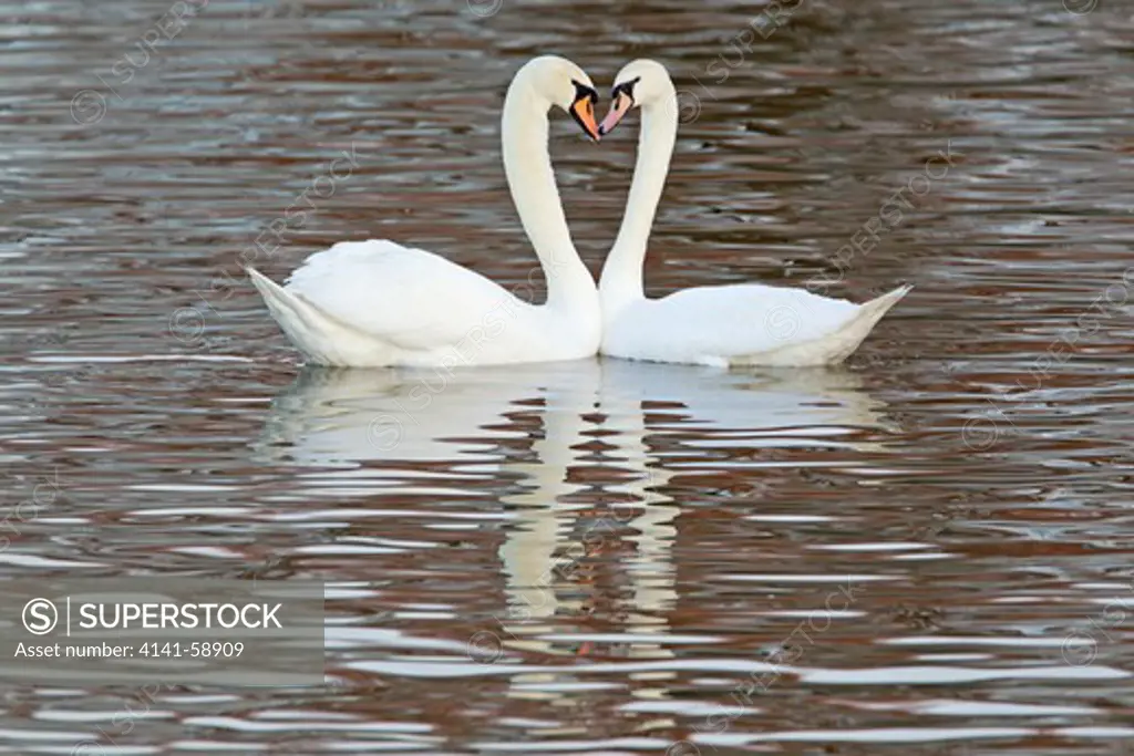Mute Swan - Courtship Display  Cygnus Olor  Caerlaverock Wwt