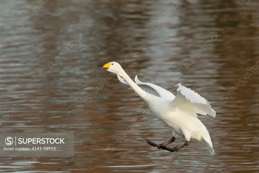 Whooper Swan - Landing On Lake  Olor Cygnus  Caerlaverock Wwt  Bi020636