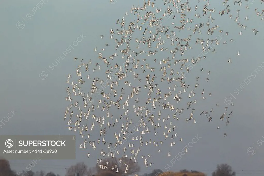 Black-Tailed Godwit - Winter Flock In Flight Over Ouse Washes  Limosa Limosa  Norfolk, Uk