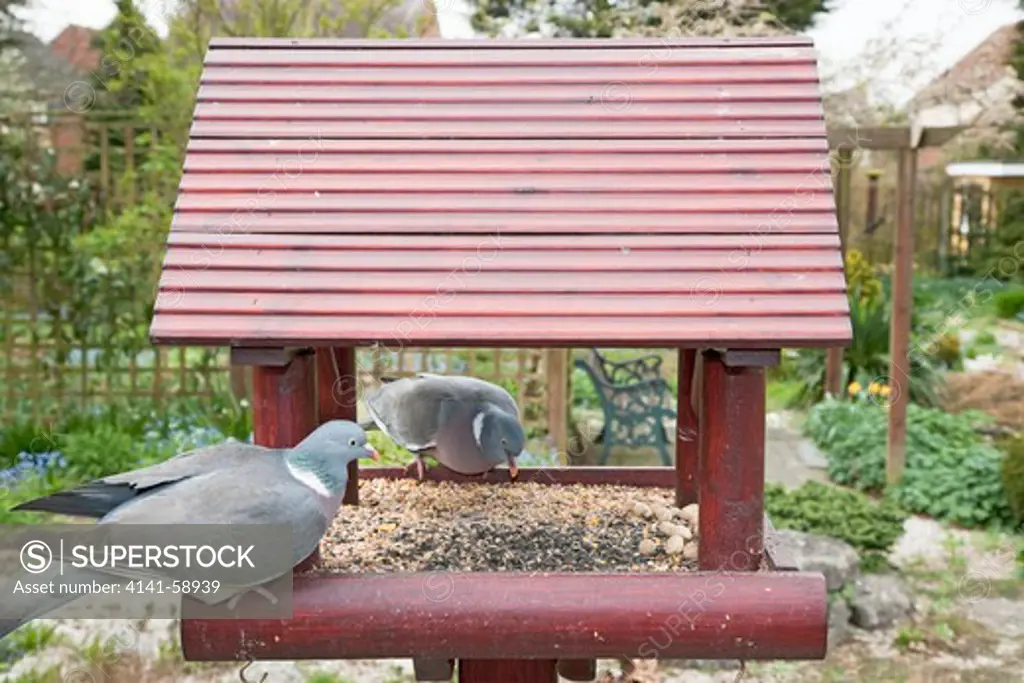 Woodpigeon - Feeding At Garden Bird Table  Columba Palumbus  Essex, Uk