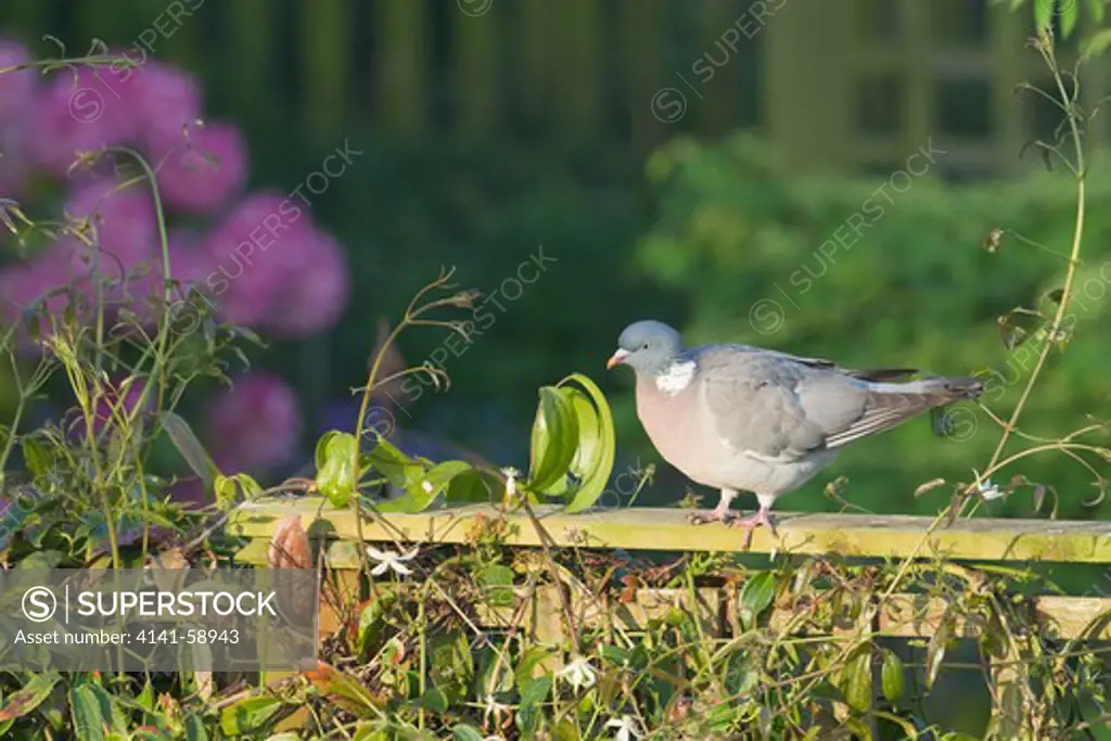Woodpigeon - In Garden Setting  Columba Palumbus  Essex, Uk