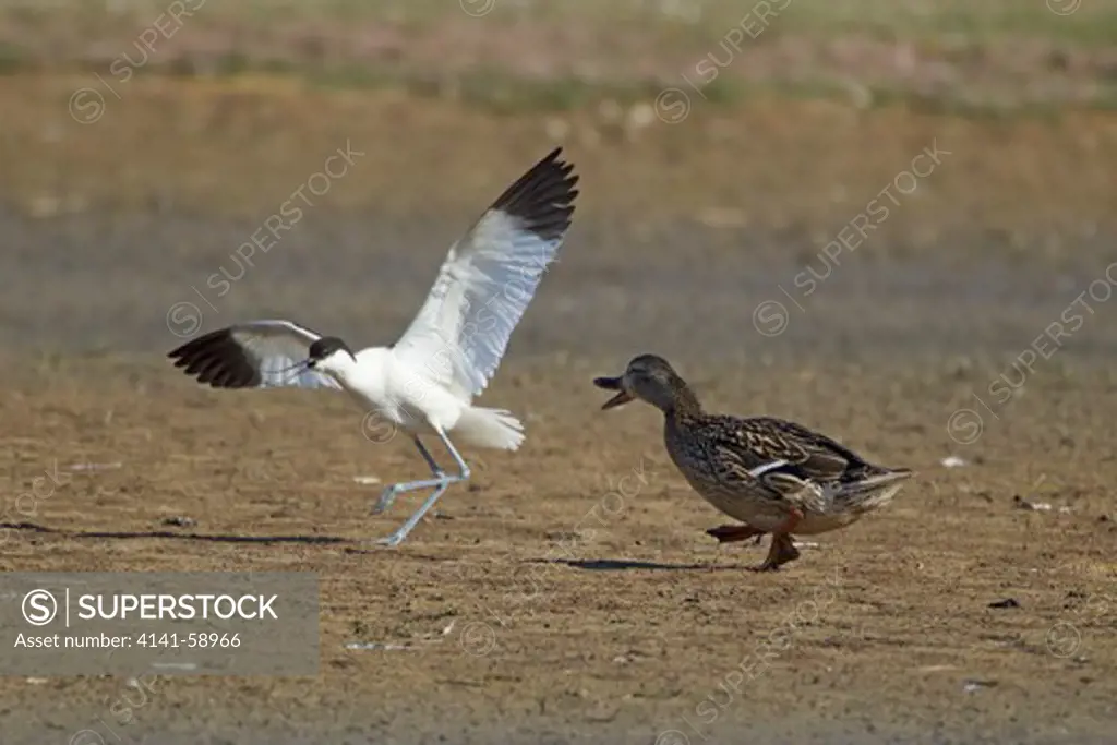 Avocet Attacking Mallard Duck Crossing It'S Territory  Recurviostra Avosetta & Anas Platyrhynchos  Minsmere Rspb Reserve  Suffolk, Uk