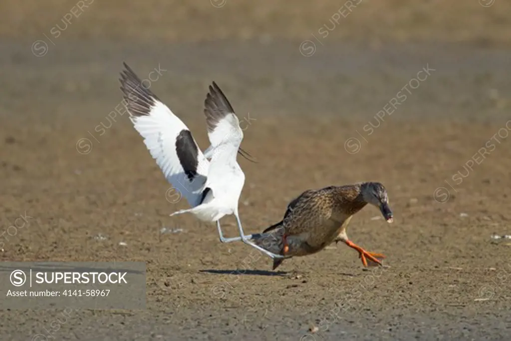 Avocet Attacking Mallard Duck Crossing It'S Territory  Recurviostra Avosetta & Anas Platyrhynchos  Minsmere Rspb Reserve  Suffolk, Uk